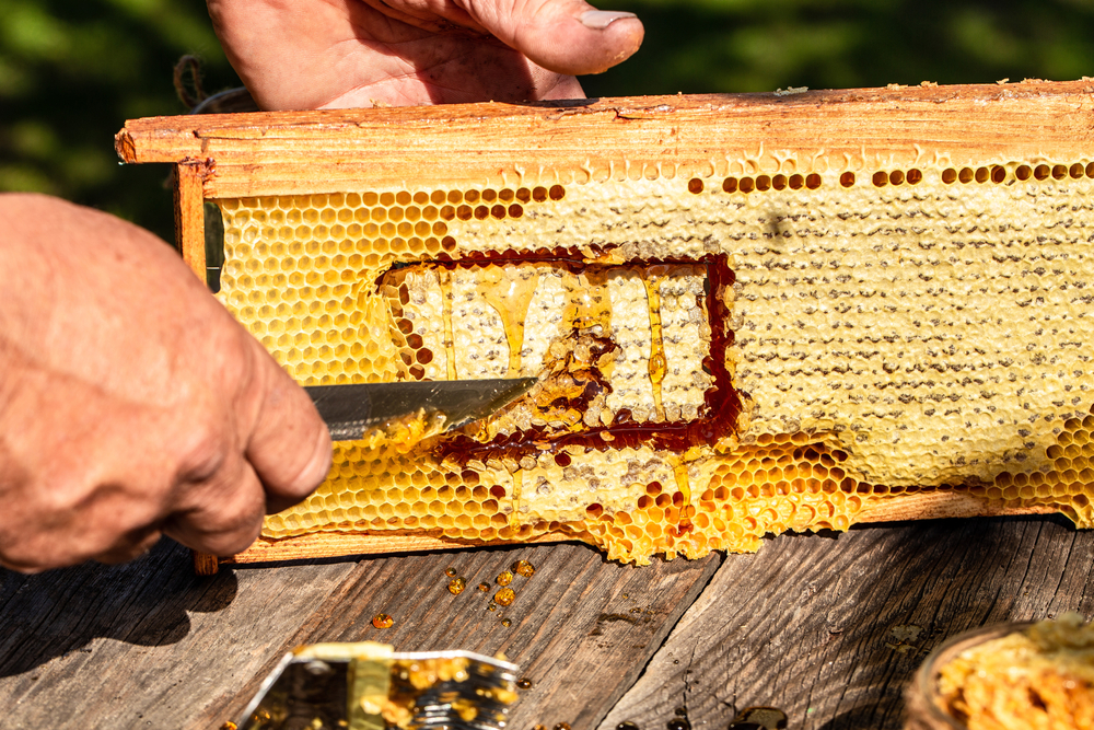 Conseils et techniques pour nourrir les abeilles Web & Jardin — free download