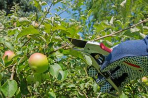 Comment tailler un arbre fruitier